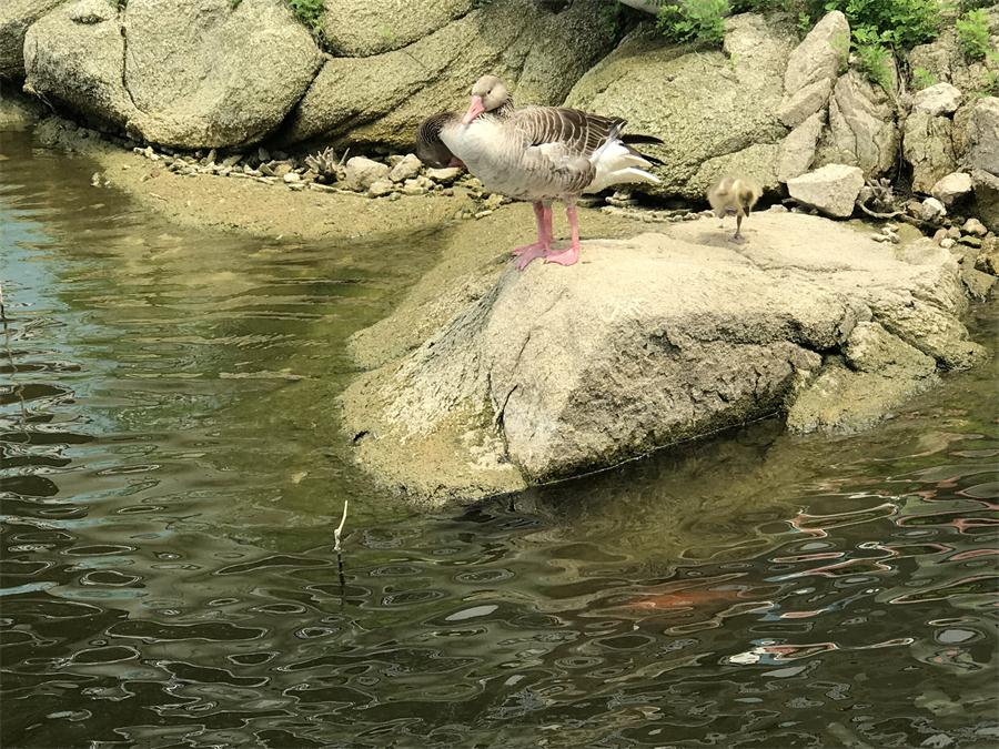 天鵝湖風(fēng)景區(qū)（泰山）速覽！(圖15)